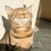 Кошьки @cute_meow_cats 24