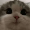 Кошьки @cute_meow_cats 25