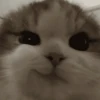 Кошьки @cute_meow_cats 26