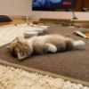 Кошьки @cute_meow_cats 27