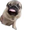 Double Dog 5