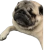 Double Dog 7