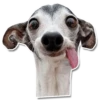 DogStyle @FranceCanal 6