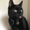 Broken Cats 5