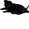 Double Dog 8