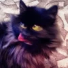 Broken Cats 6
