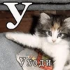 Broken Cats 7