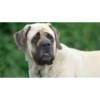 Dumb Dogs 6