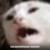 Broken Cats 8