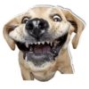 DogStyle @FranceCanal 8