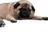 Double Dog 9