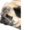 Double Dog 10