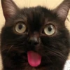 Broken Cats 11