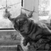 Broken Cats 12