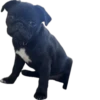 Double Dog 11