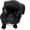Double Dog 12
