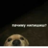 пачиму ниПИШИШ?
