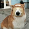 Dumb Dogs 7