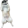 Double Dog 13
