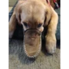 Dumb Dogs 8