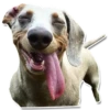 DogStyle @FranceCanal 16
