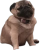 Double Dog 15