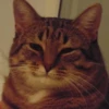 Broken Cats 15