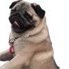 Double Dog 16