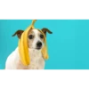 Dumb Dogs 11