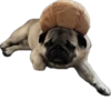 Double Dog 17
