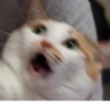 Broken Cats 20