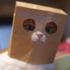 Broken Cats 21
