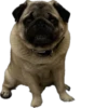 Double Dog 18