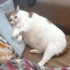 Broken Cats 22