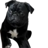 Double Dog 19