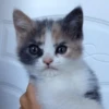 Broken Cats 23