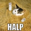 Broken Cats 25