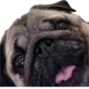 Double Dog 20