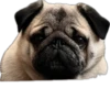 Double Dog 21