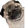 Double Dog 22