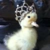 Duck or not 5