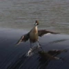 Duck or not 6