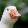 Duck or not 7