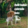 🌴 DtMF frases 🪑 Bad Bunny 🐰 7