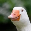 Duck or not 9