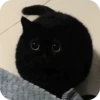 ДУНКАН - Черный кот 5