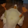 Duck or not 13