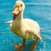 Duck or not 14