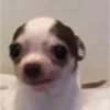 chihuahua 5