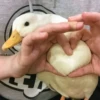 Duck or not 16